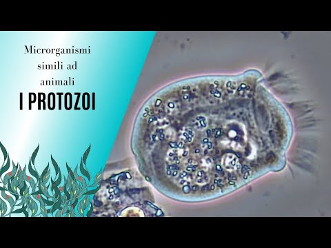 I microrganismi che somigliano agli animali: i Protozoi