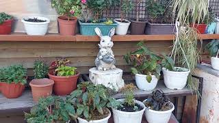 видео: Мы на даче🏡Пробежка по саду.Заглянем в теплички.Показываю наши 8,4 сотки.Что там нового? картинка: Мы на даче🏡Пробежка по саду.Заглянем в теплички.Показываю наши 8,4 сотки.Что там нового?