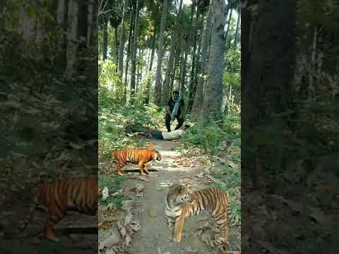 real tiger attack satakosia tiger reserve #satkosia #tiger #short #share #viral #shorts