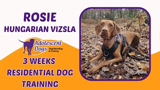 Rosie the Hungarian Vizsla  3 Weeks Residential Dog Training