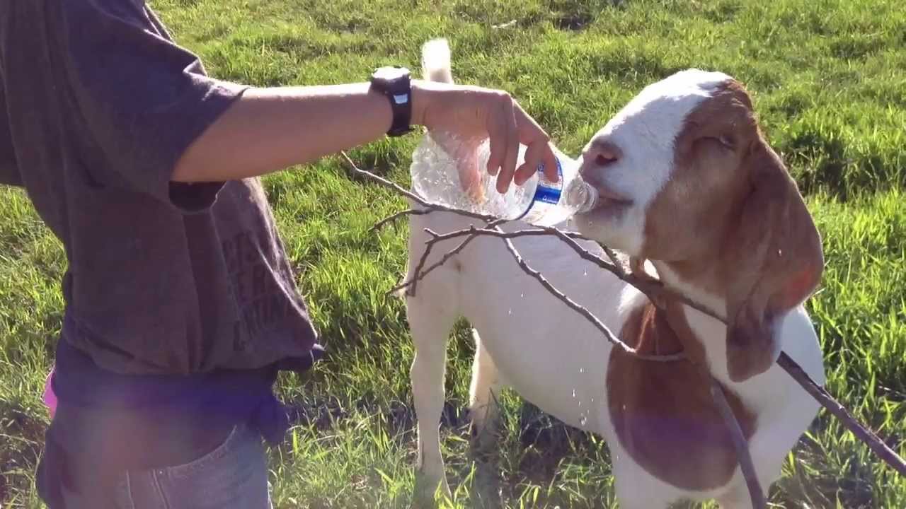 goat drinking from water bottle youtube