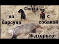 Охота на барсука.Охота с собакой. Норная охота с ягдтерьером. Hunting with German Jagdterrier