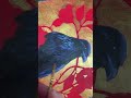 Painting raven with gold Artettina @Theimpromptulife