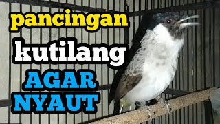 Download Lagu suara burung kutilang jantan memanggil betina, pancingan kutilang agar nyaut gacor MP3
