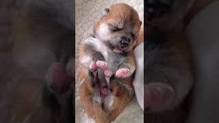 Dog Video,Dog Sounds,Puppy Video,Puppy Sounds,Dog Watching,Cute And Lovely Puppy #dog