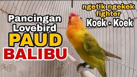 Pancingan Lovebird Paud Balibu Ngetik Ngekek Cocok Buat Lovebird Paud Balibu Biar Rajin Ngekek Gacor