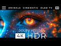 THE AMAZING BEAUTY OF THE WORLD DOLBY VISION 4K HDR ANIMAL with Cinematic Sound (Dynamic Color)