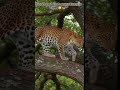 Cute Lion Cub Close-Up 🦁 | Baby Lion Curious Look in Wild #shortsvideo  #naturelovers #wildtv