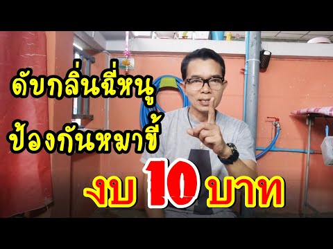 วิธีดับกลิ่นฉี่หนู,ป้องกันหมาขี้(ประสบการณ์จริง)ด้วยงบ 10 บาท