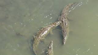 Crocodile bridge in Costa Rica