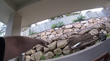 carpet python with guinea pig in pacific pines