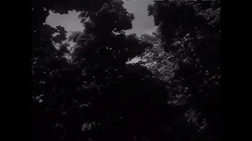 SWARM OF FLIES VIDEO VERSION