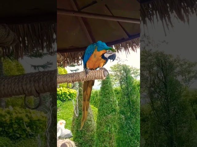 #parrot #parrotlover #parrotlovers #macawbird #macawlover #macaw class=