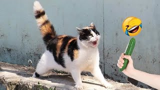 : YOU LAUGH YOU LOSEBest Funny Animals Video 2024