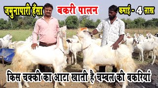 Jamunapari Hansa Goat Farming। जमुनापारी हंसा बकरी पालन कैसे करें? । Jumunapari hansa Bakri Palan