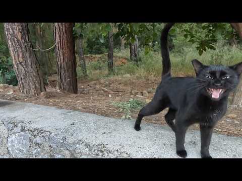 Inkie the Stray Cat Gallops Over Like a Horse Every Time She Sees Us