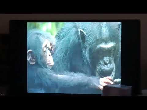 Opening To Dumbo 70th Anniversary Edition 2011 DVD