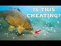 Is prebaiting a cheat code for carp fishing