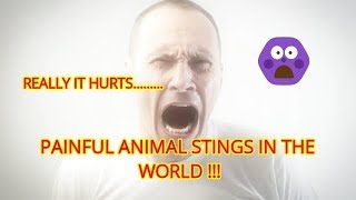 5 MOST PAINFUL ANIMAL STINGS IN THE WORLD !!!!! *TERRIFYING*