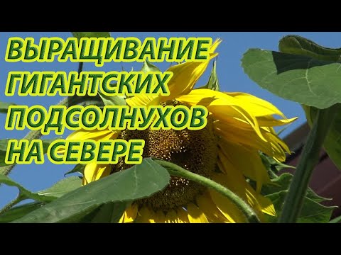 Секрет выращивание огромных подсолнухов на Севере