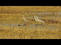 Sandhill Cranes #1