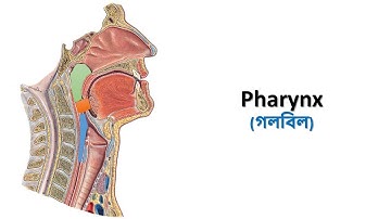 Pharynx (Part-1). Prof. Ashfaqur Rahman