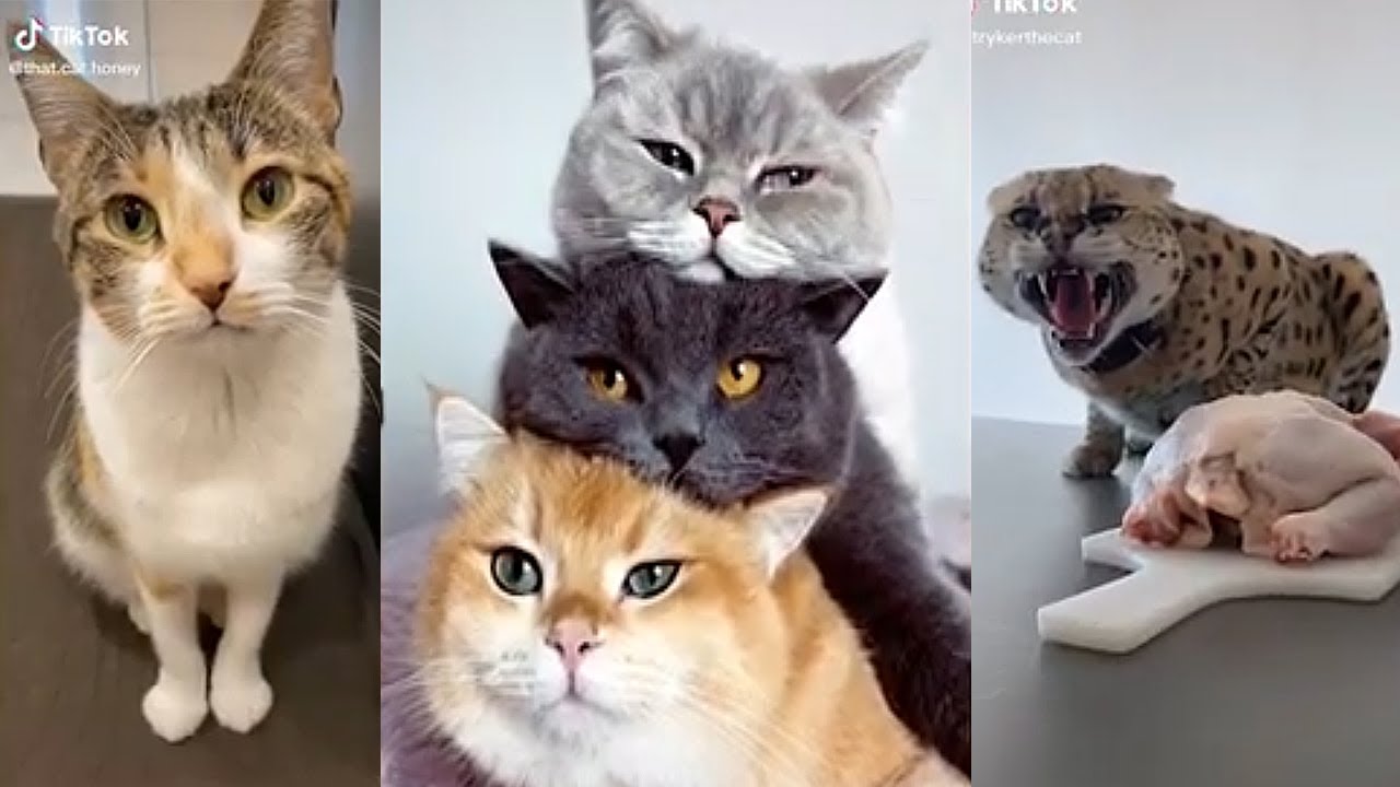 GATOS DO TIKTOK The Best TikTok (CAT COMPILATION) YouTube