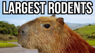5 Of The Largest Rodents In The World