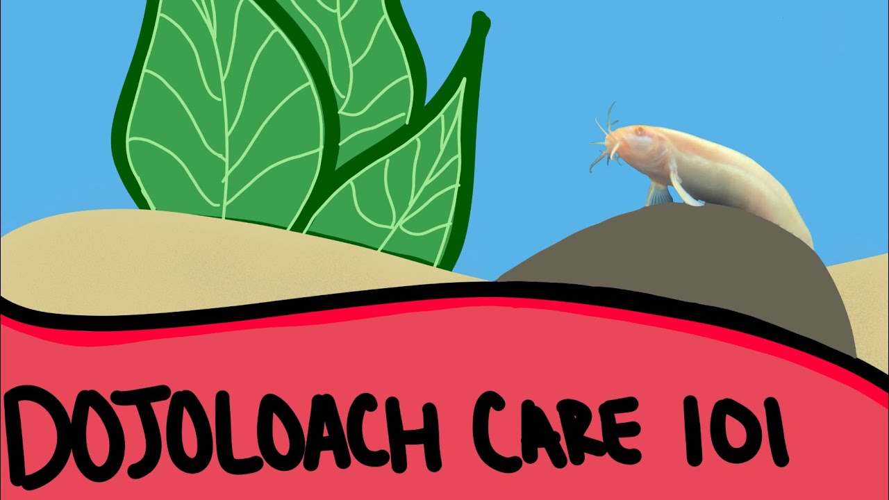 Dojo Loach Care - Fish Care 101