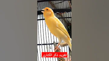 تغريد الكناري 