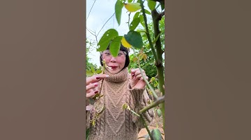 TN - Đói quá ăn cả hoa hồng