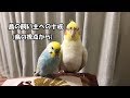 鳥の飼い主への十戒（鳥の視点から）　pinohana