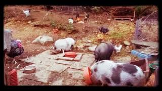 Das Leben Der Schützlinge Am Hof Die Erste