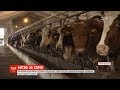 Чоловіки спортивної статури намагалися забрати із ферми на Полтавщині сотню корів