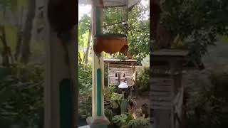 Red Siskin Gacor  Isian Cocok Buat Masteran redsiskin