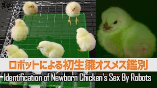 オシリ判定なしの、ひよこオス・メス鑑別システム