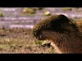 Funny Talking Animals - Walk On The Wild Side - Episode Six Preview - BBC One