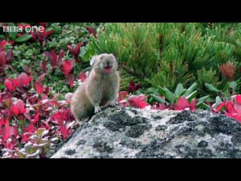 Funny Talking Animals - Walk On The Wild Side - Episode Six Preview - BBC One