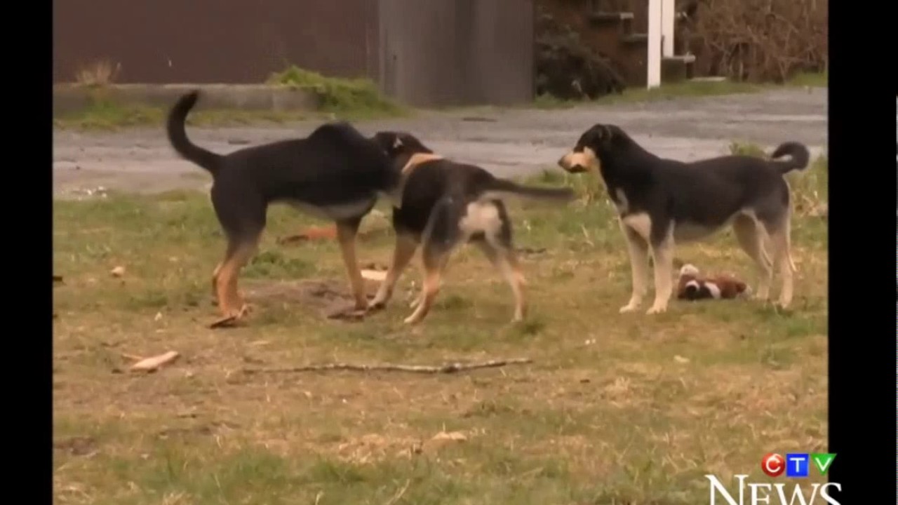 WOLF ATTACKS DOG 2018 MUST WATCH! YouTube