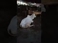 White bull