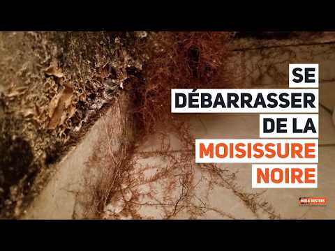 Vidéo: La moisissure noire peut-elle devenir aéroportée?