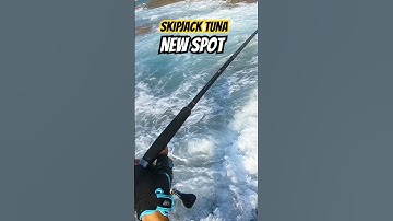 Shore casting in rocky spot catch skipjack tuna #fishing #tuna #youtubeshorts #reelsvideo #story