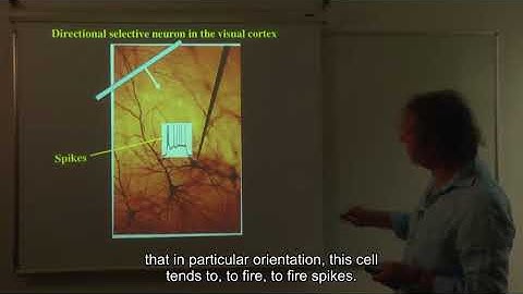 07 cortical networks out of the blue project 01 lesson 7 04 a cortical column networks