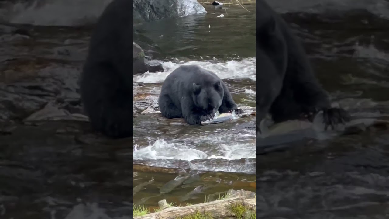 Black Bear In Alaska Feeds On Salmon Eggs 