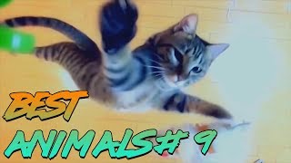 Best Animals Coub #9 | Лучшие кубы с животными #9 (Январь 2019) Best Animals Coub #9 | Лучшие кубы с животными #9 (Январь 2019)