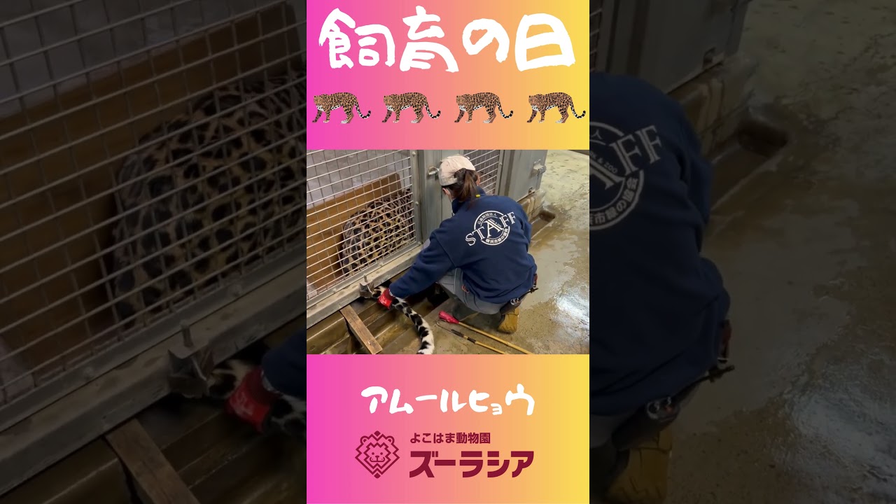 【飼育の日⑨】アムールヒョウの採血トレーニング【ズーラシア公式】#shorts