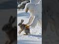 White eagle hunting a rabbit #viral #shortvideo #viralvideo #creativeshorts #explore #shorts