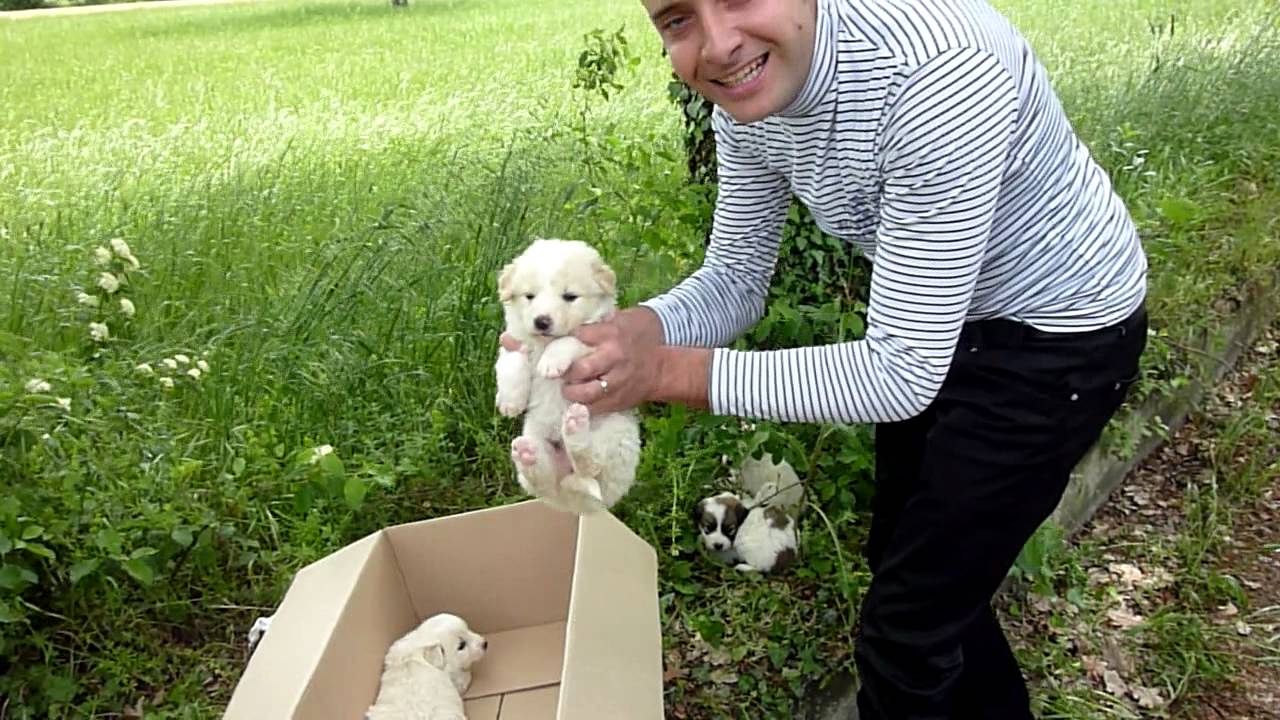 Abbandonati 4 Cuccioli Incrocipastore Maremmanomts Youtube