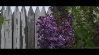 Scentara Double Blue Lilac in full bloom.