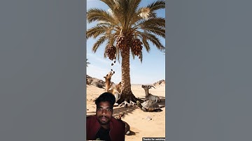 The camel saves the date palm tree from drying up by seeing water 😭 #ai​ #tree​ #plants​ #water​